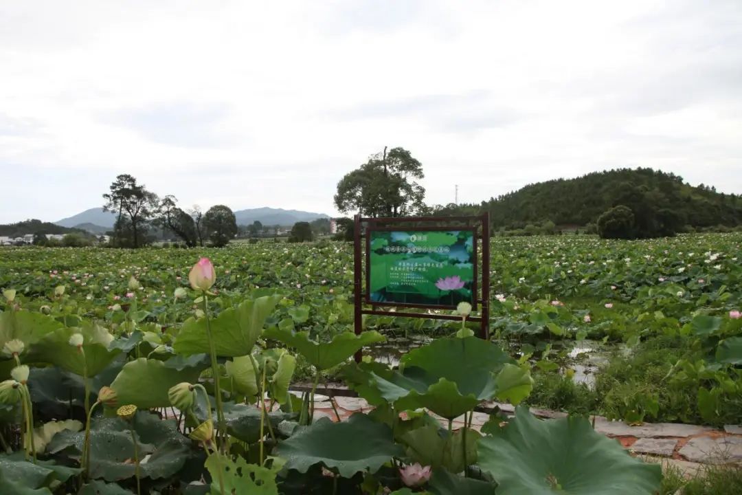公司种植基地