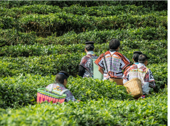 喜茶将实现主要茶叶配方自研推出甄选茶园标准 严格把控茶叶品质